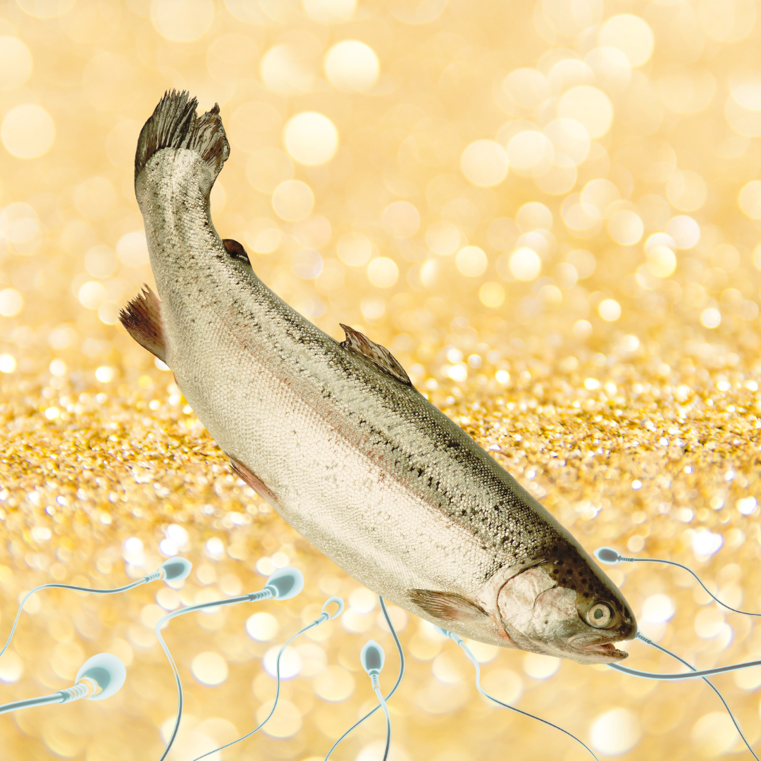 Salmon dna